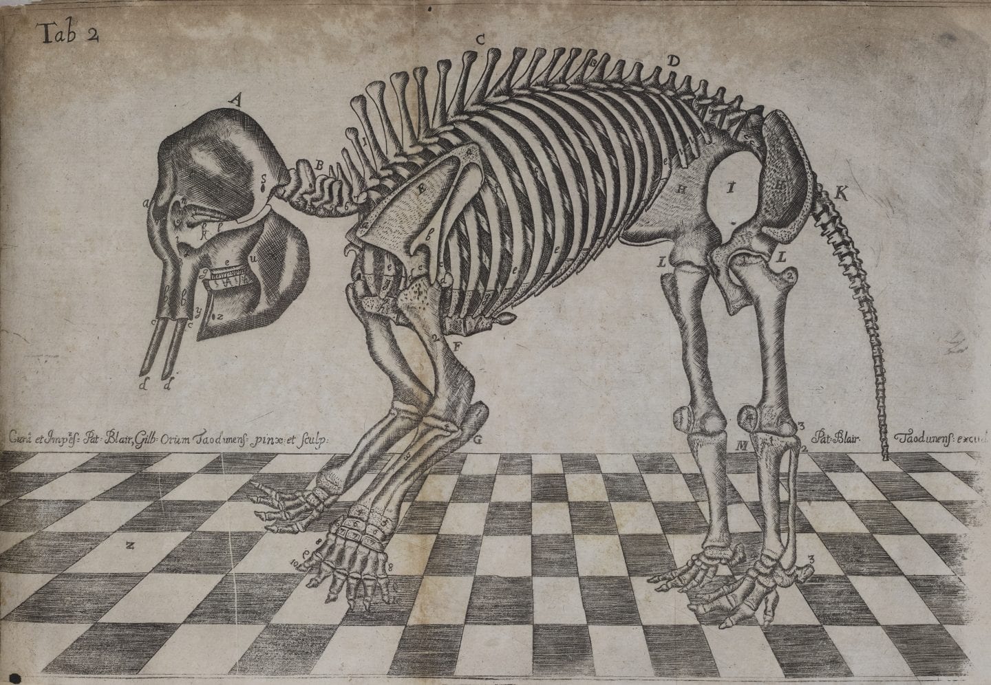 Sketch of an elephant’s skeleton