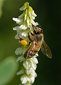 Thumbnail for version as of 14:25, 13 July 2016