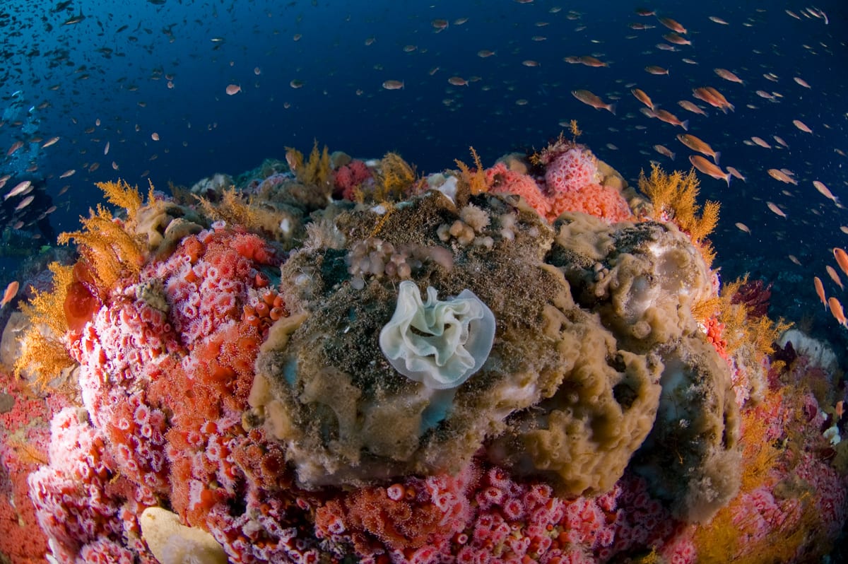 Coral and sea anemones