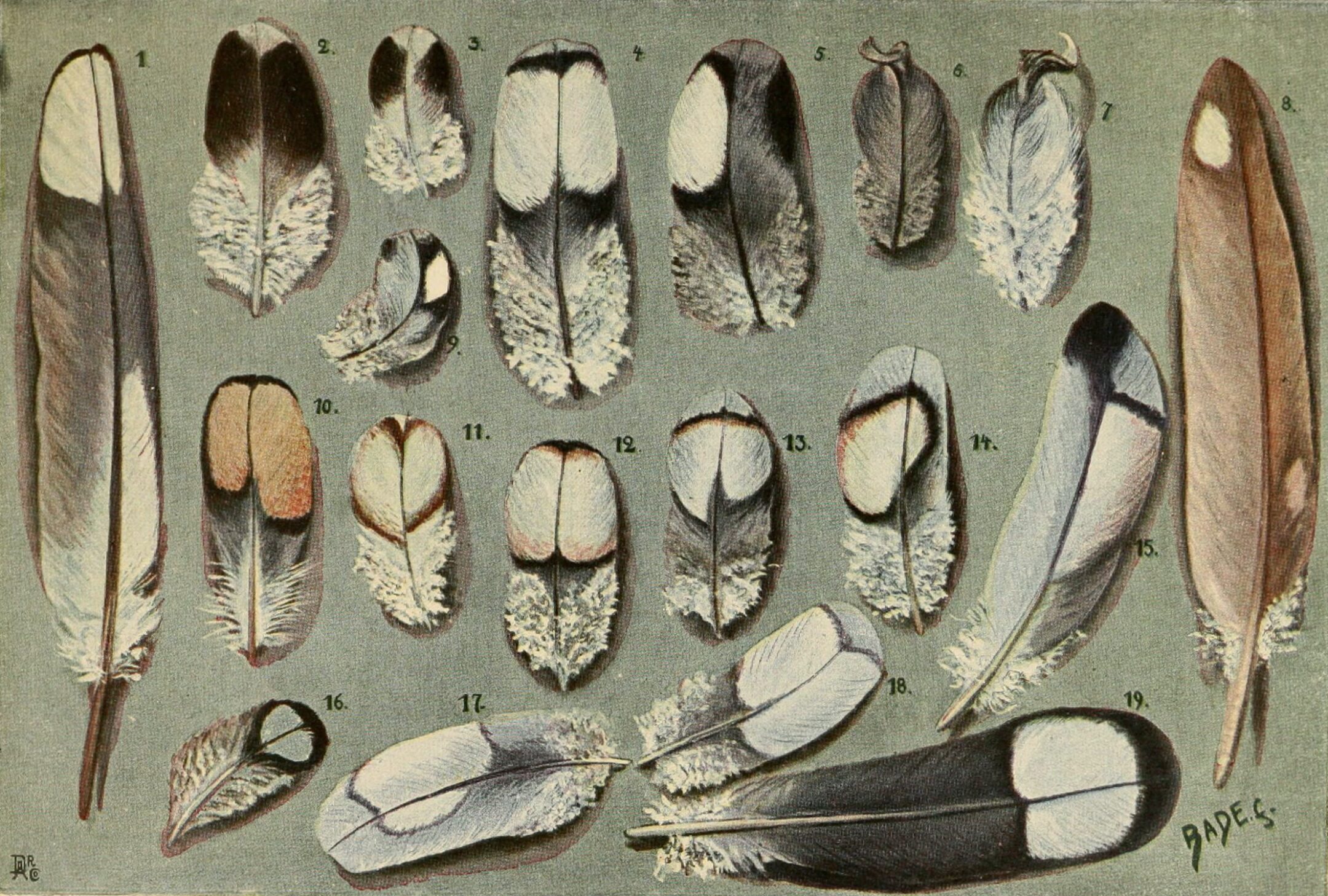 An antique illustration showing a variety feathers in neutral colors.