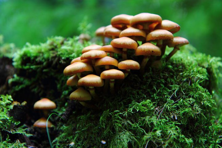 Mushrooms growing amid moss