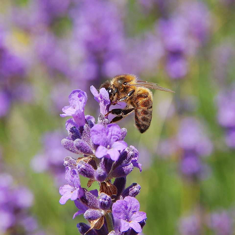 File:Apis mellifera 2 Luc Viatour.JPG