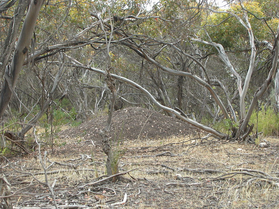 File:Malleefowl mound.jpg