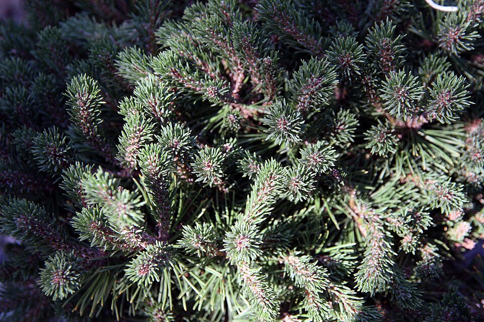 File:Pinus mugo 1zz.jpg