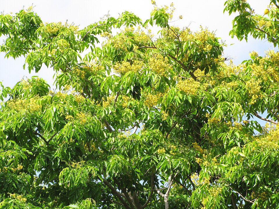 File:Starr-090617-0841-Pterocarpus indicus-yellow flowers and leaves-Ulumalu Haiku-Maui (24665233820).jpg