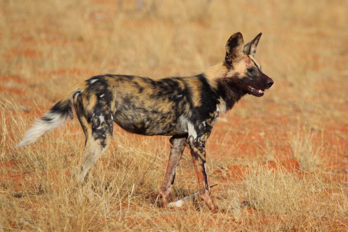 An African wild dog (Lycaon pictus pictus) in Tswalu Kalahari Reserve, South Africa.