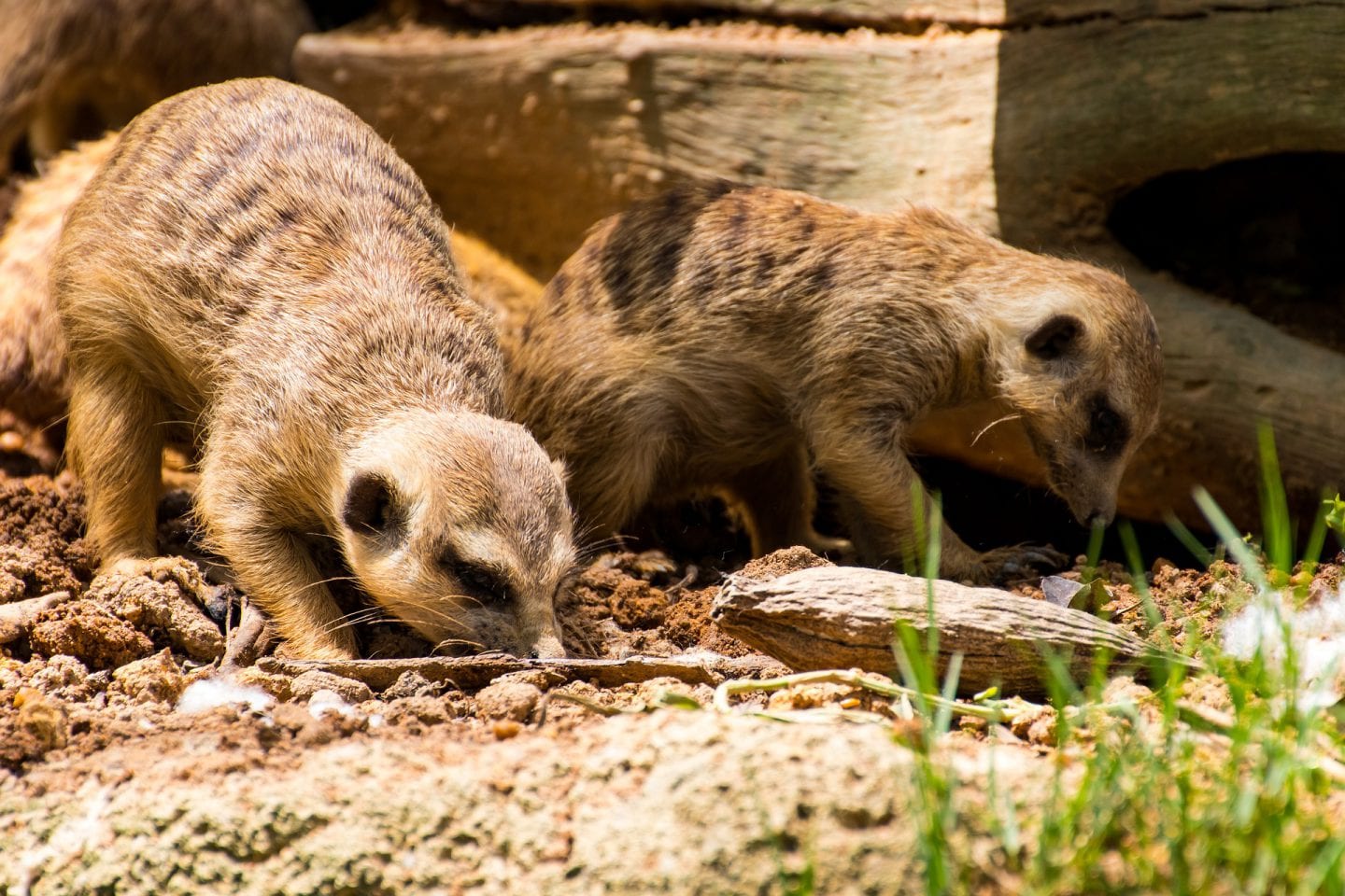 Meerkats foraging for grubs.