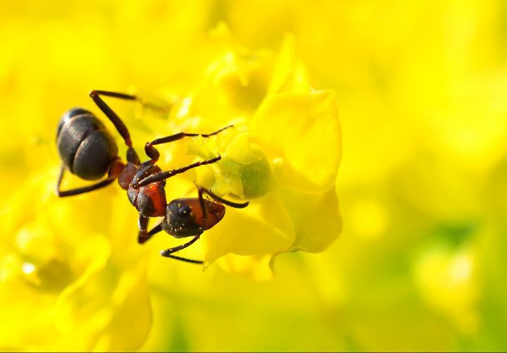 a black and reddish ant stands on a yellow flower