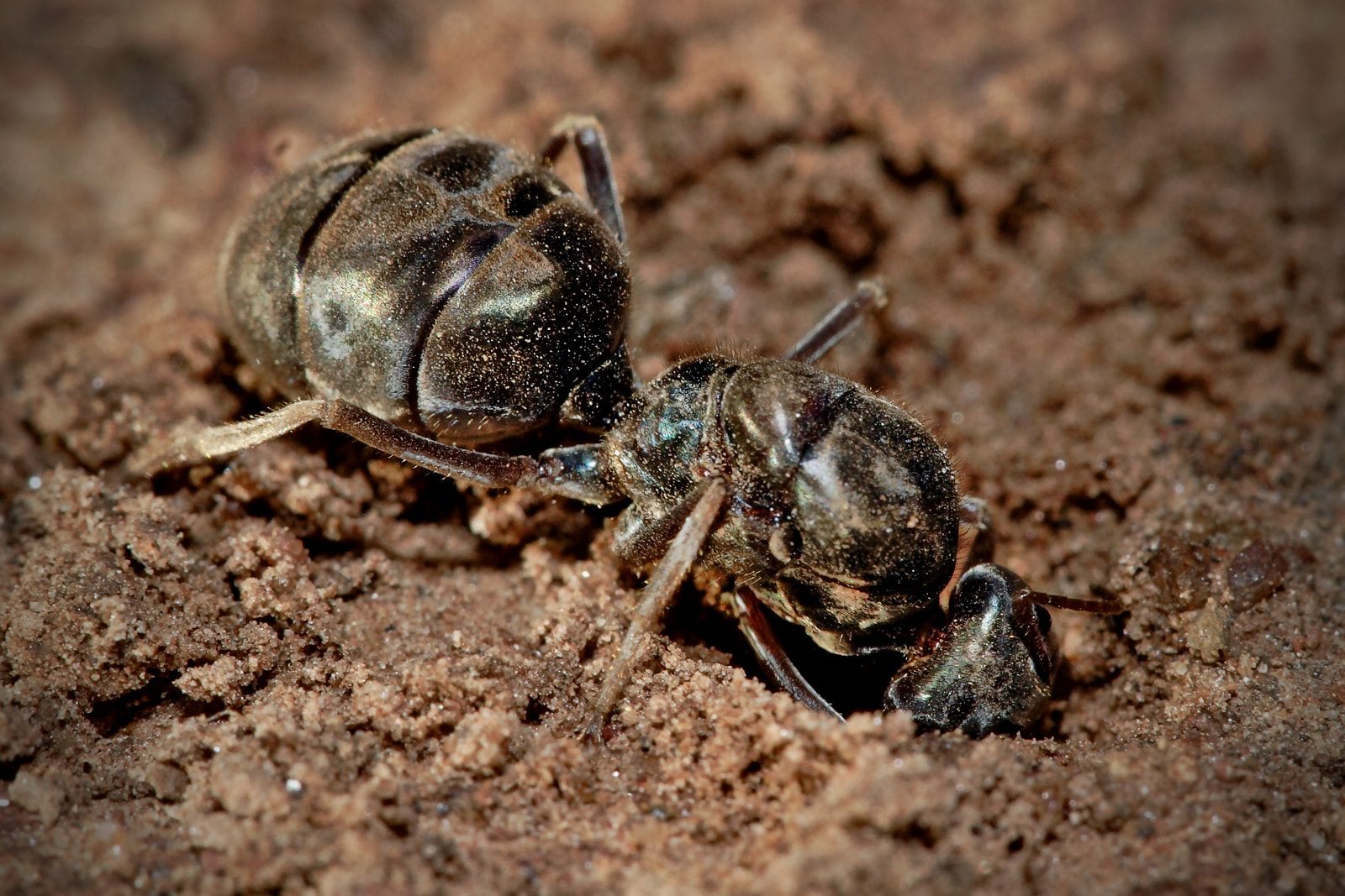 dark brown ant on brown soil