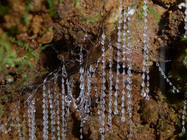 new zealand glowworms resembling a string of pearls hang from a rocky surface