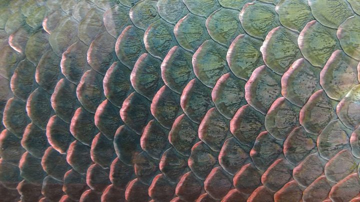 close up of metallic colored fish scales