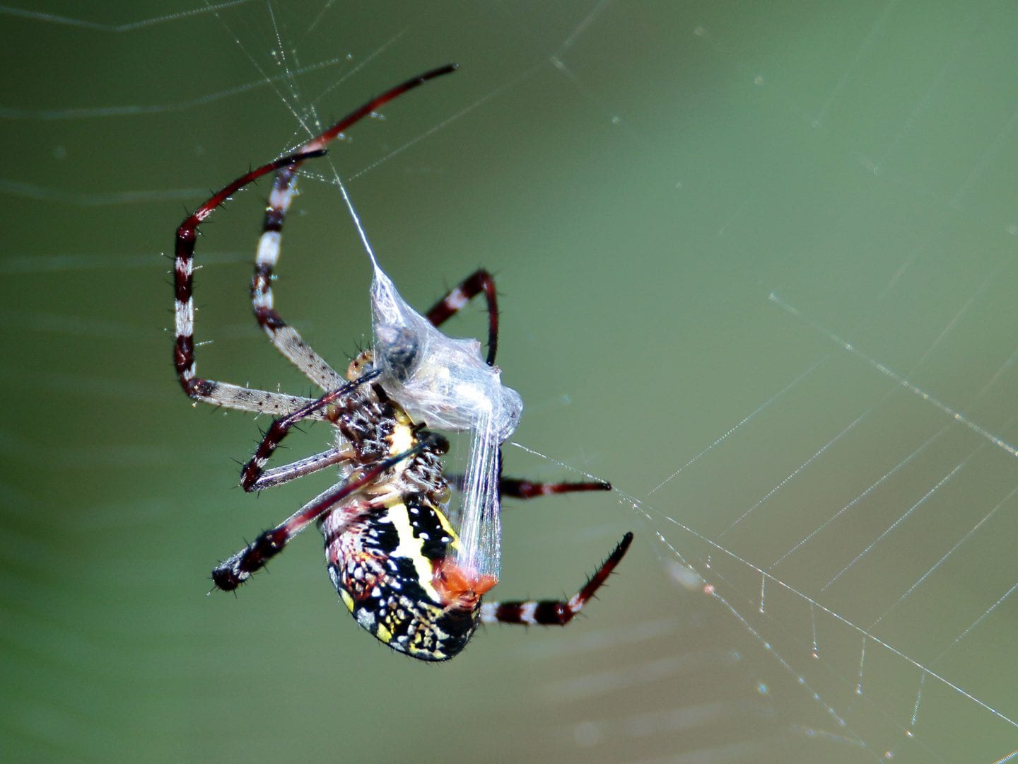 Spider silk