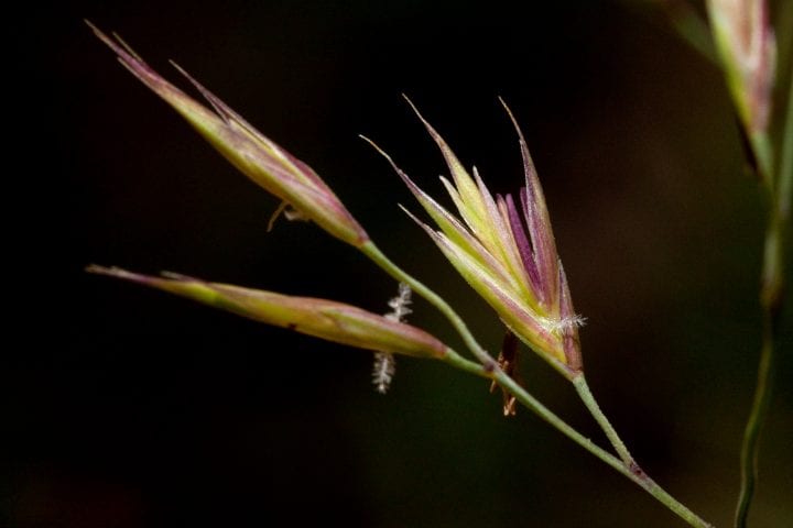 close up of an arizona fescue blade of grass