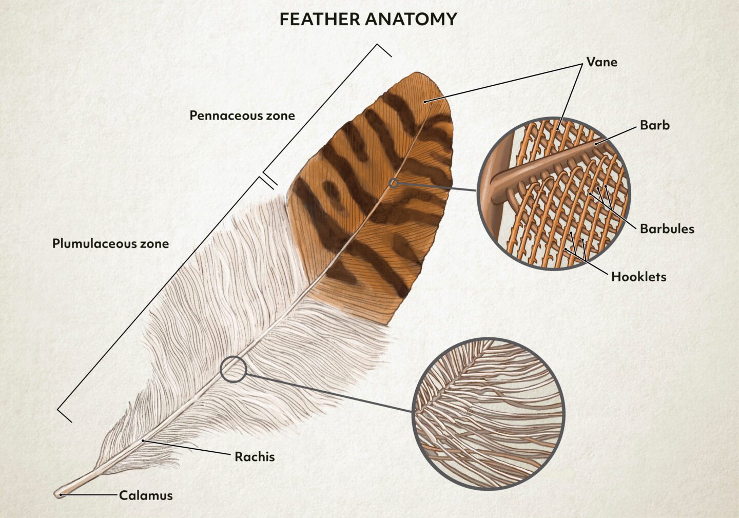Science illustration showing the parts of a contour feather