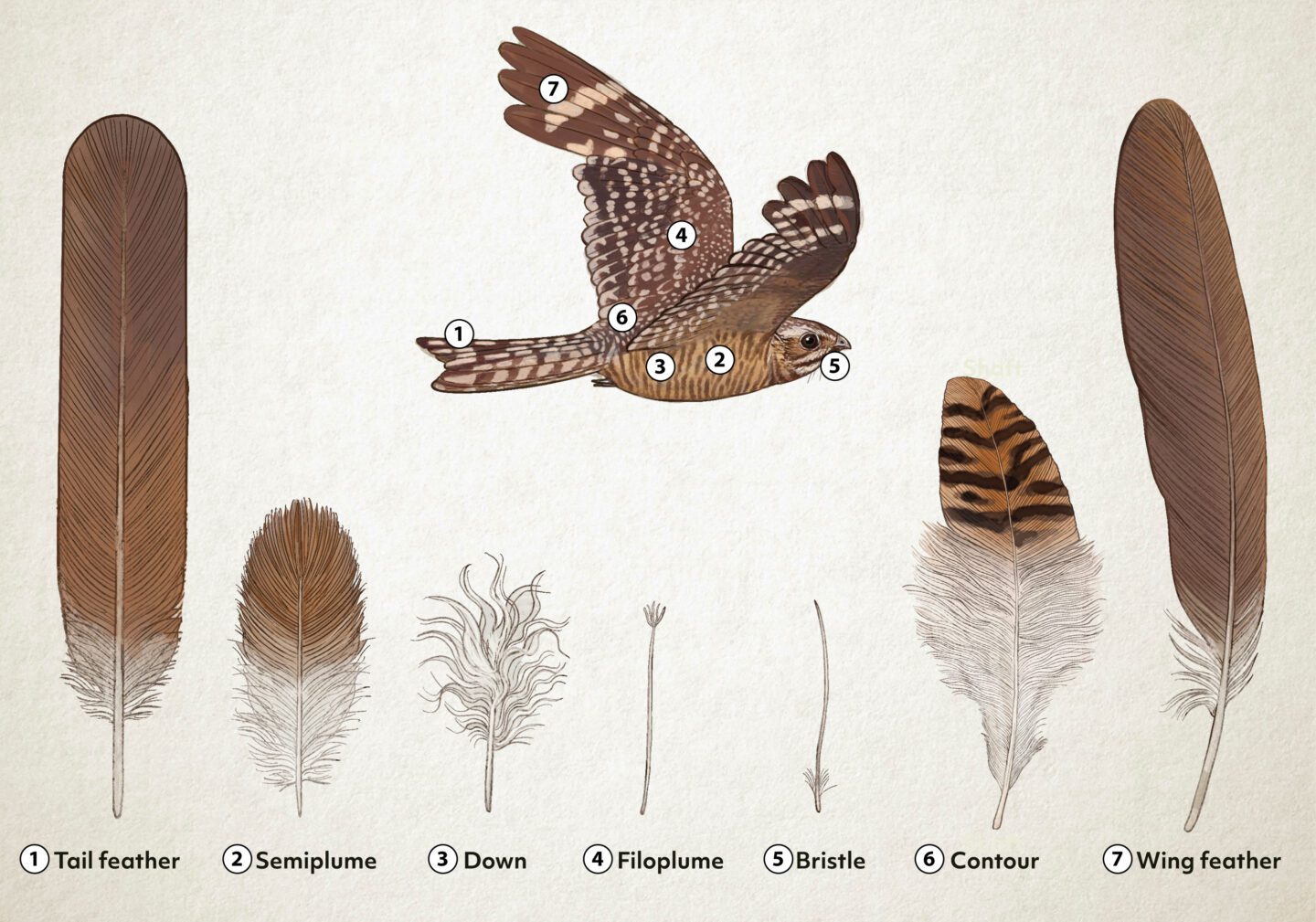 Science illustration showing the different types of a feathers as observed on a lesser nighthawk