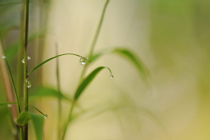 water drops on green plants