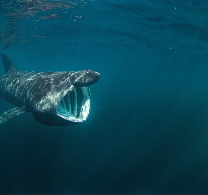 underwater photograph of swimming shark