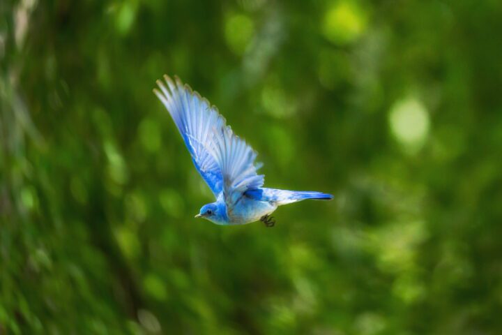 A blue bird flying, showing the forces on a wing.