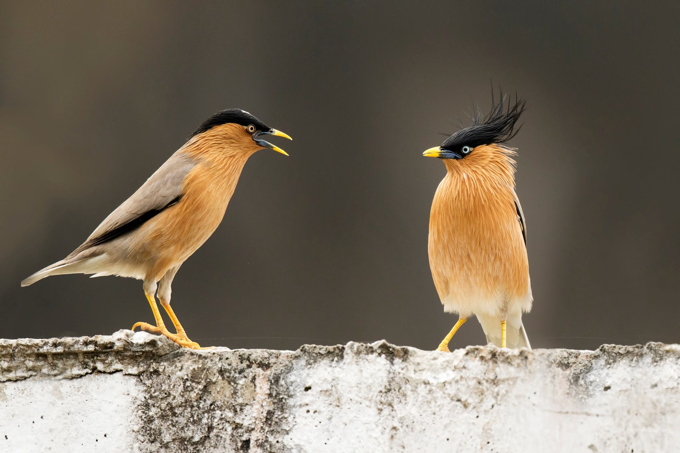 Two brahminy myna birds