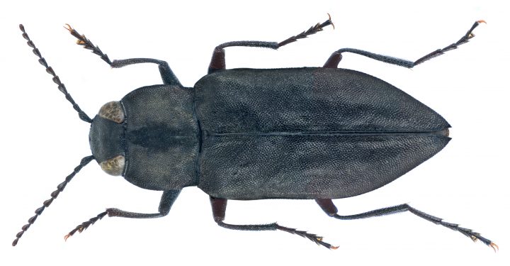black beetle on a white background
