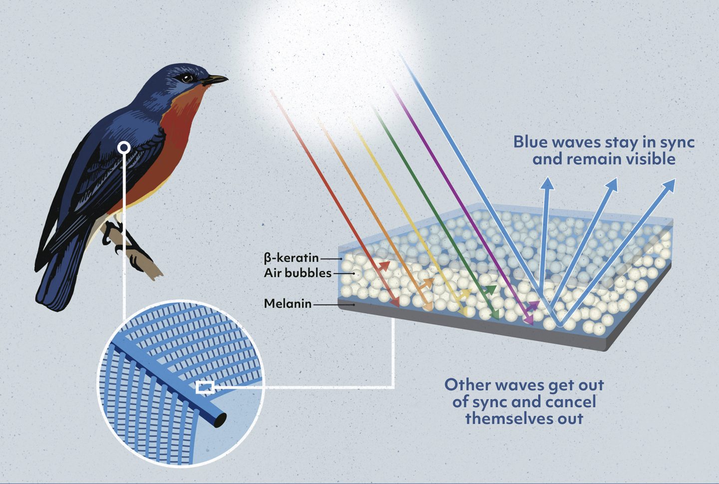 illustration of a bluebird with zoom sections showing the structure of feathers and molecules that produce color