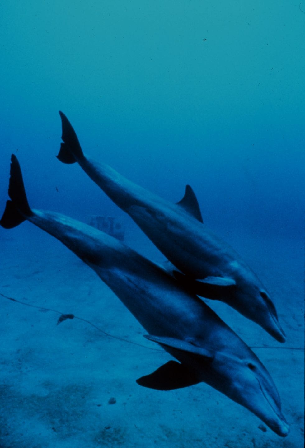 Two bottlenose dolphins, a mother and a juvenile, swim close to one another