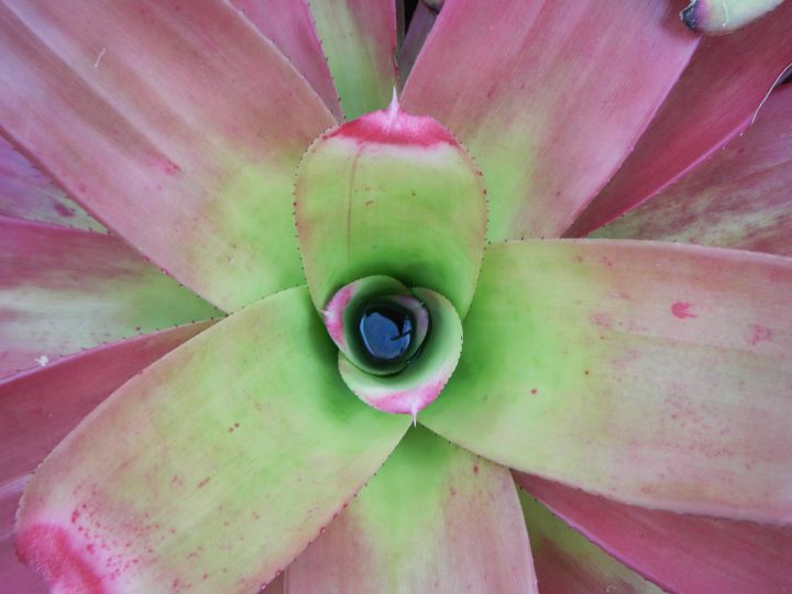 overhead view of bright green and pink bromeliad with water sitting inside plant