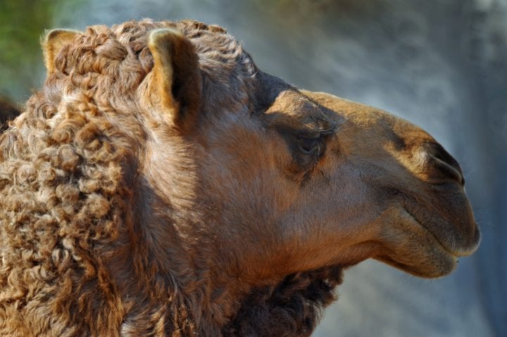 close up photograph of the fur of a brown camel