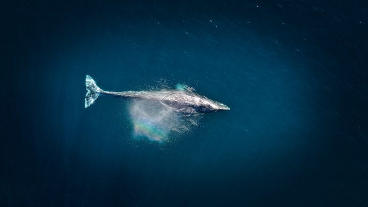 Gray Whale