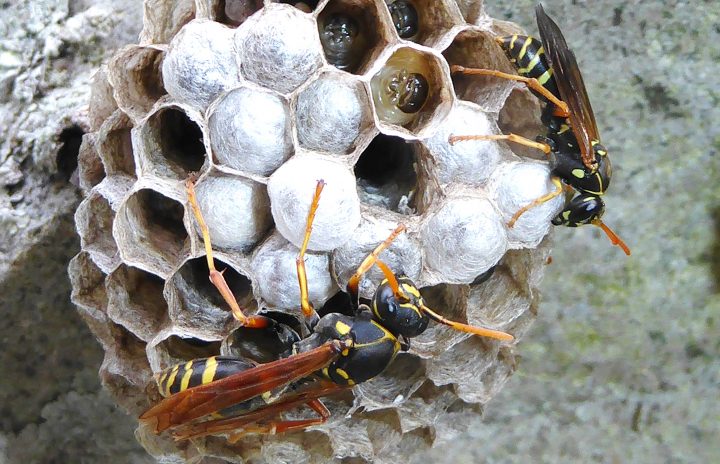 black and yellow wasps stand on wasp nest near a rocky surface
