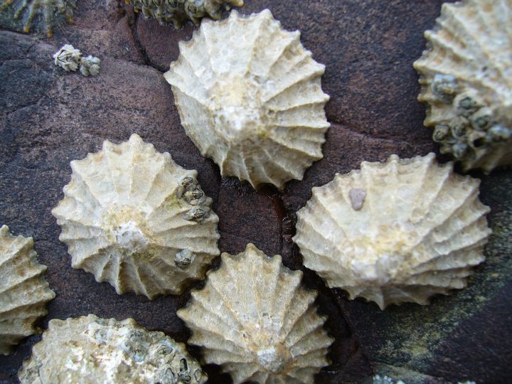 close up view of white shells with ridges attached to a rocky surface