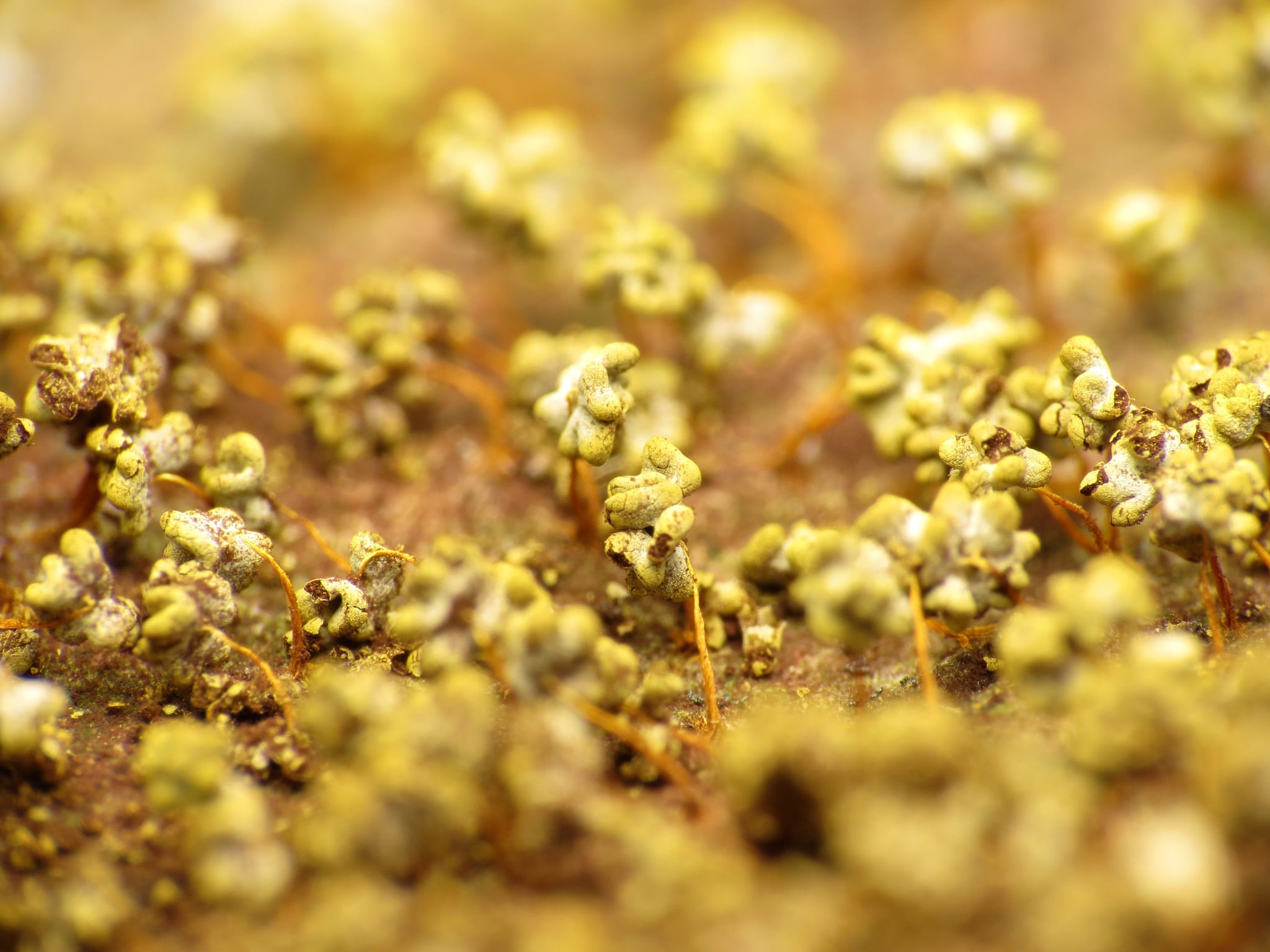 Spherical yellow bulbs grow out of a web of yellow slime, also known as physarum polycephalum
