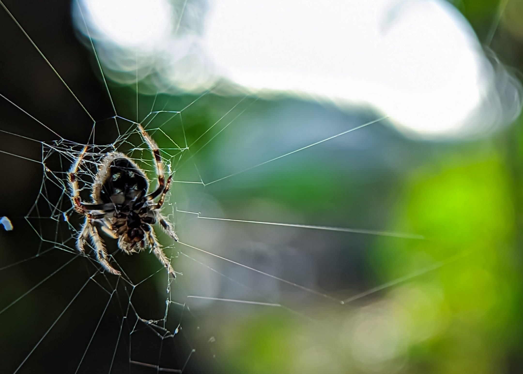 a large spider is seen resting on its web with a natural blurry background