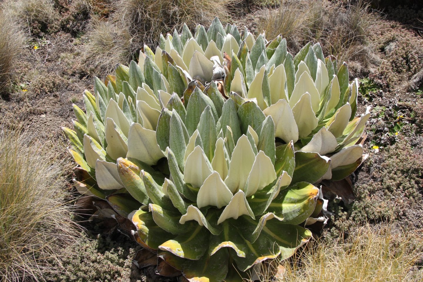 cabbage groundsel, Dedrosenecio keniensis
