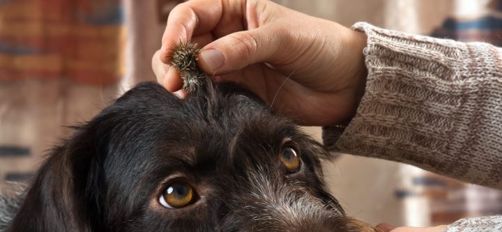 hand removes a burdock see from a dogs fur, close up