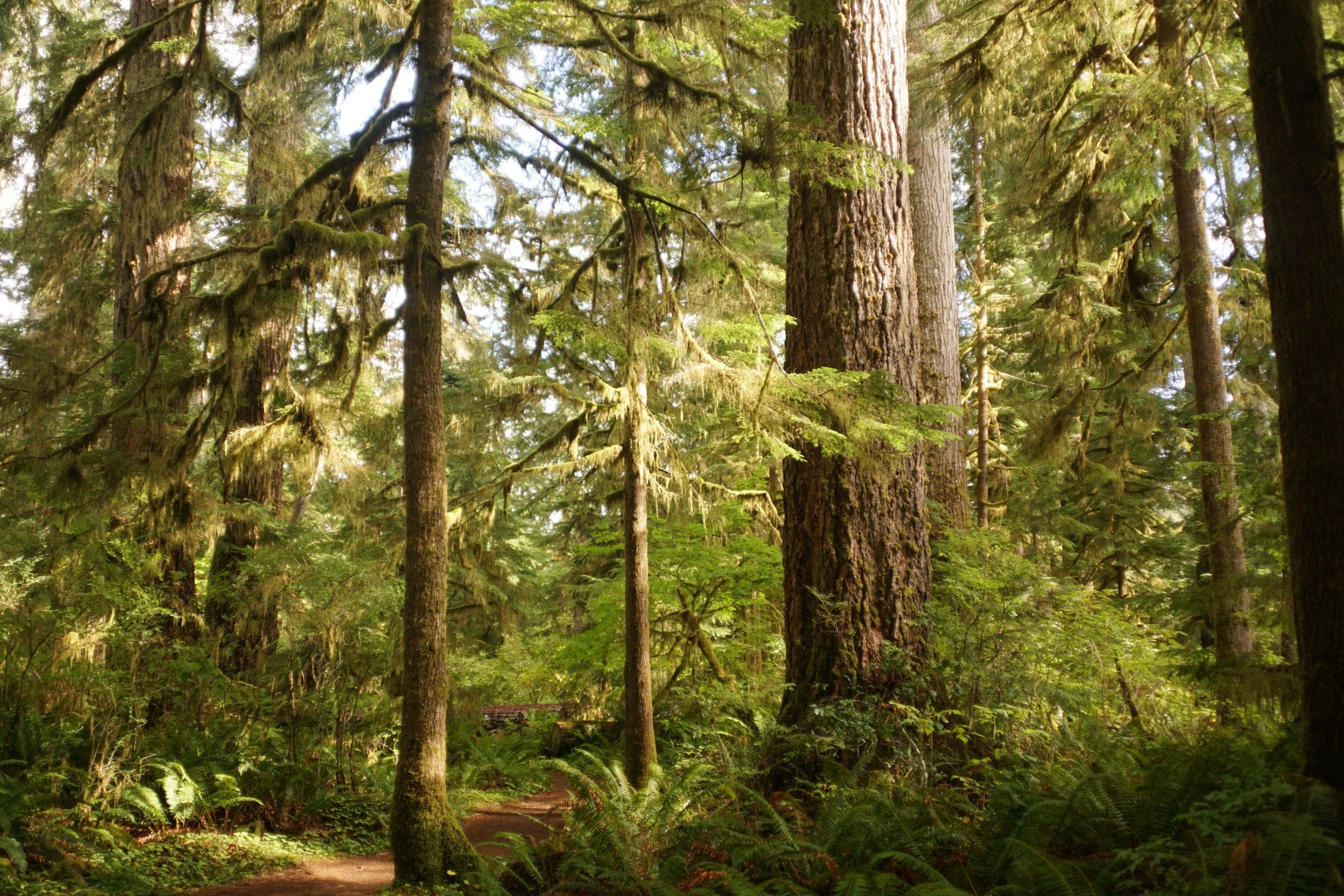 the bottom half of trees fill a golden green frame in a forest