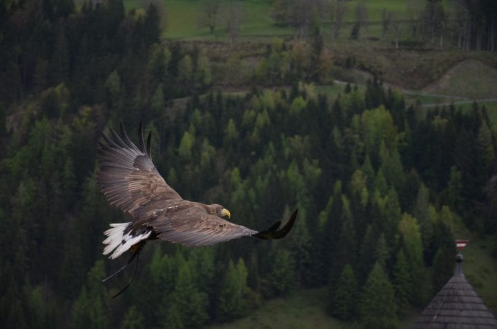 a brown eagle with a large wingspan flies over dark green trees