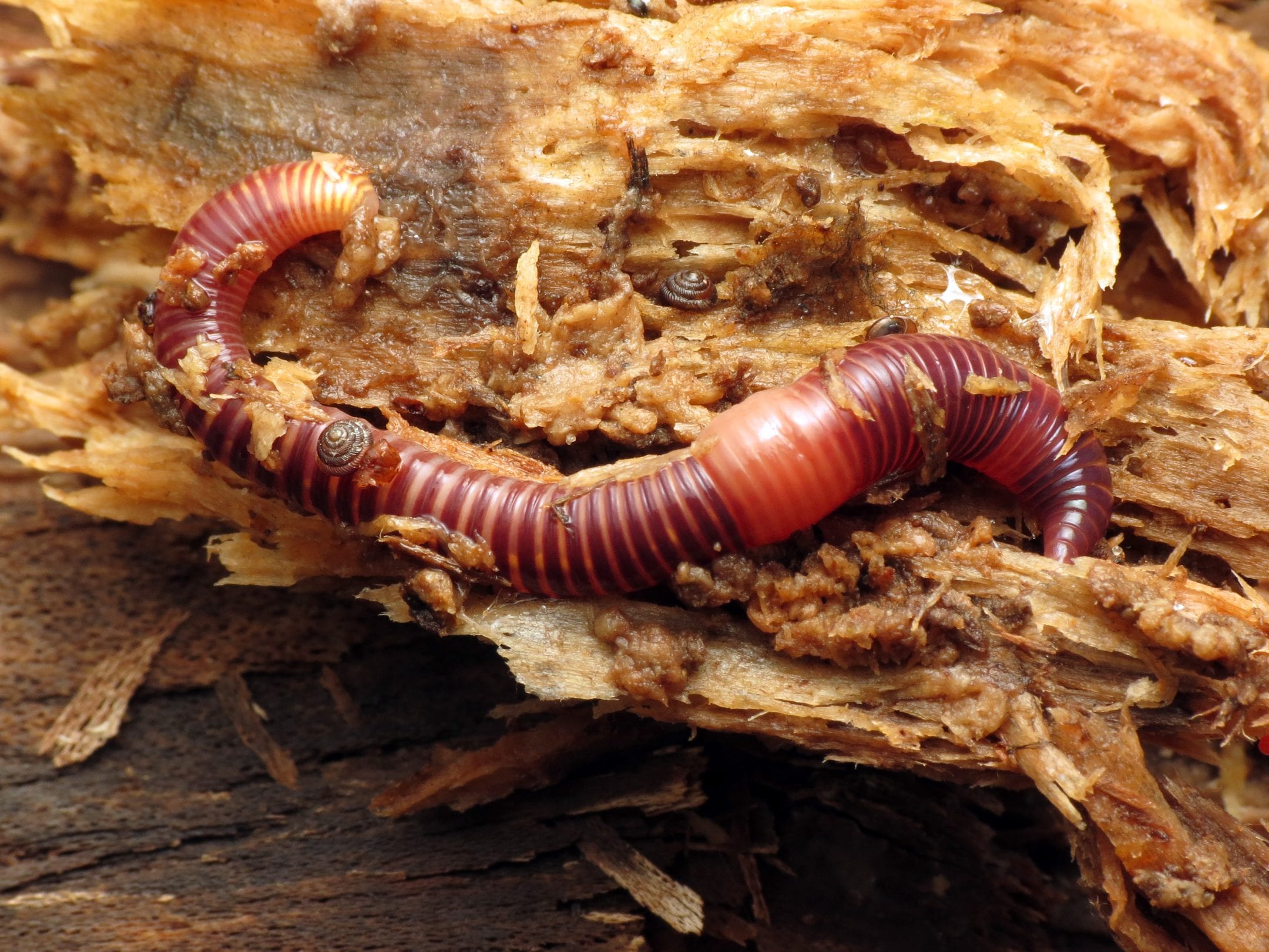 a brown and purple earthworm slides around a light brown log