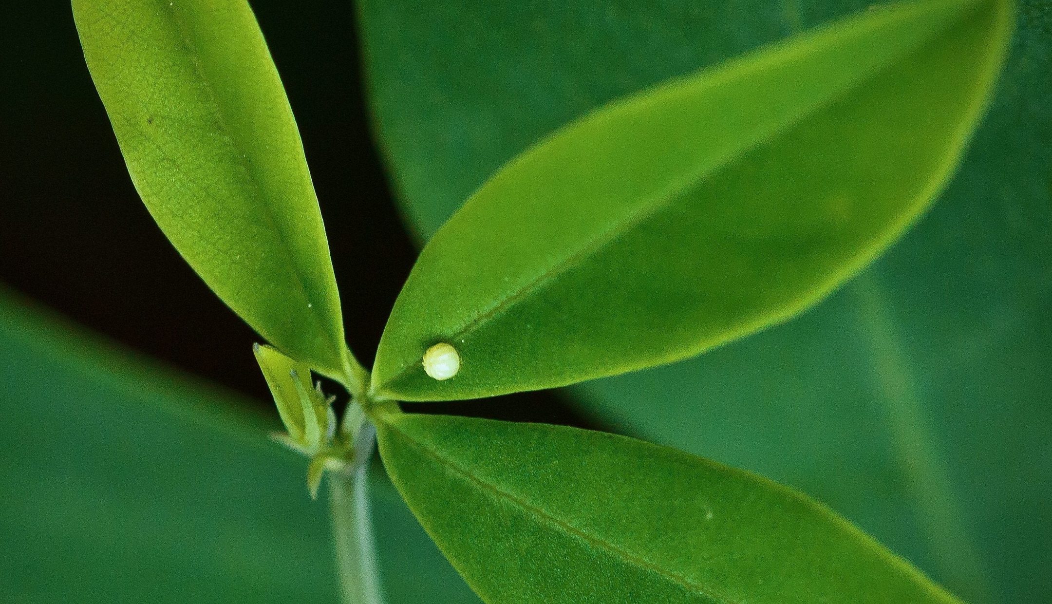 white insect egg on green plant during the day