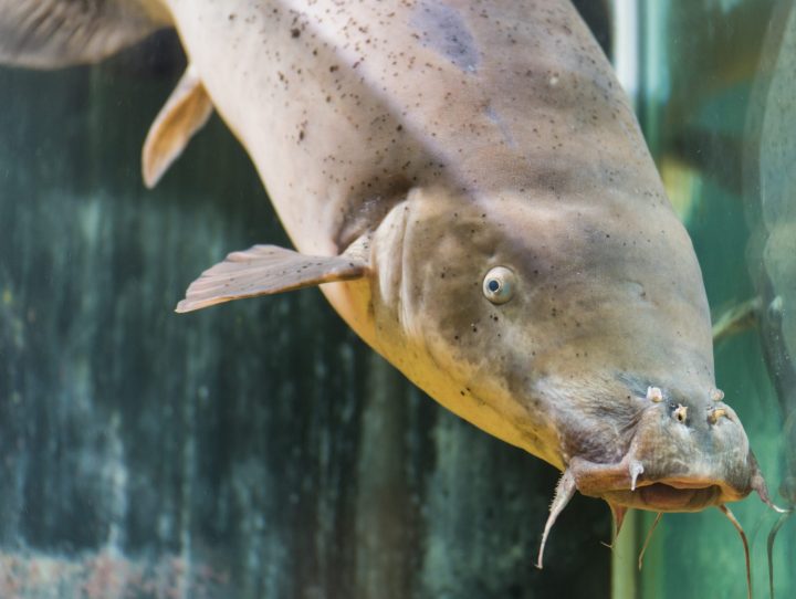 a gray catfish swims in a tank of water
