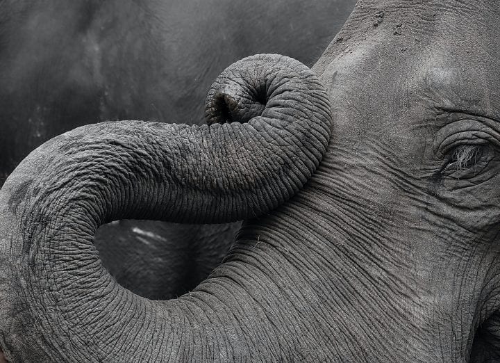 close up black and white photograph of an elephant trunk