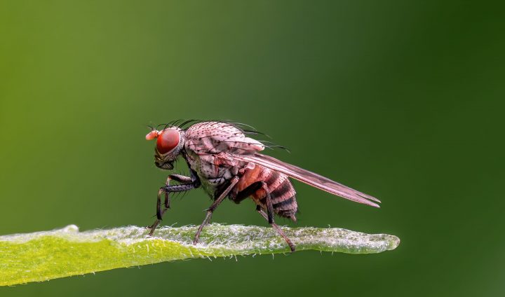 a close up of a fruit fly with a pinkish color body and big red eyes sits on a leaf against a blurry background