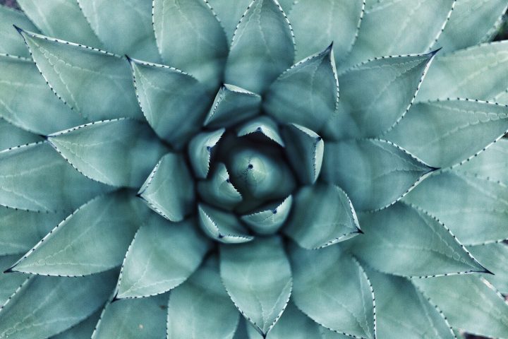 spiraling leaves in the center of a succulent