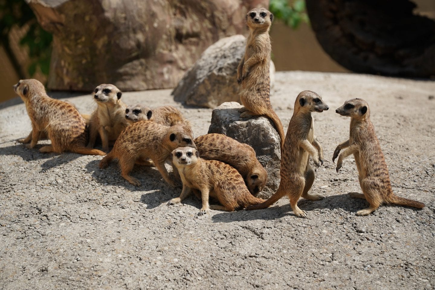 A meerkat family that is preparing to go out foraging.