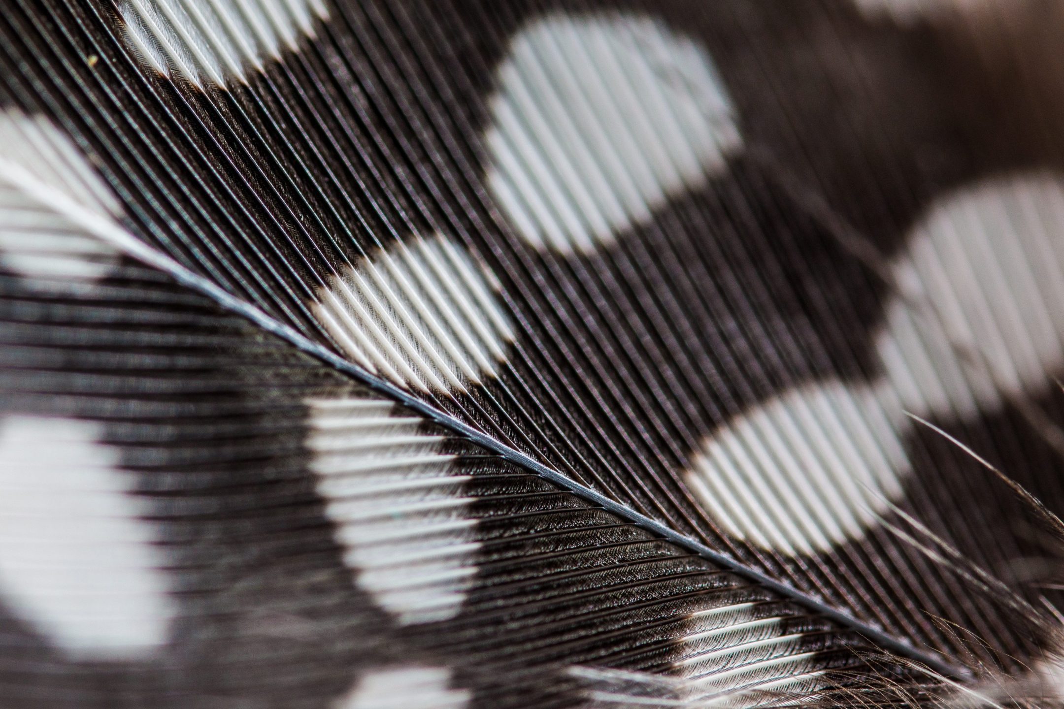 macro view of a black feather with white spots