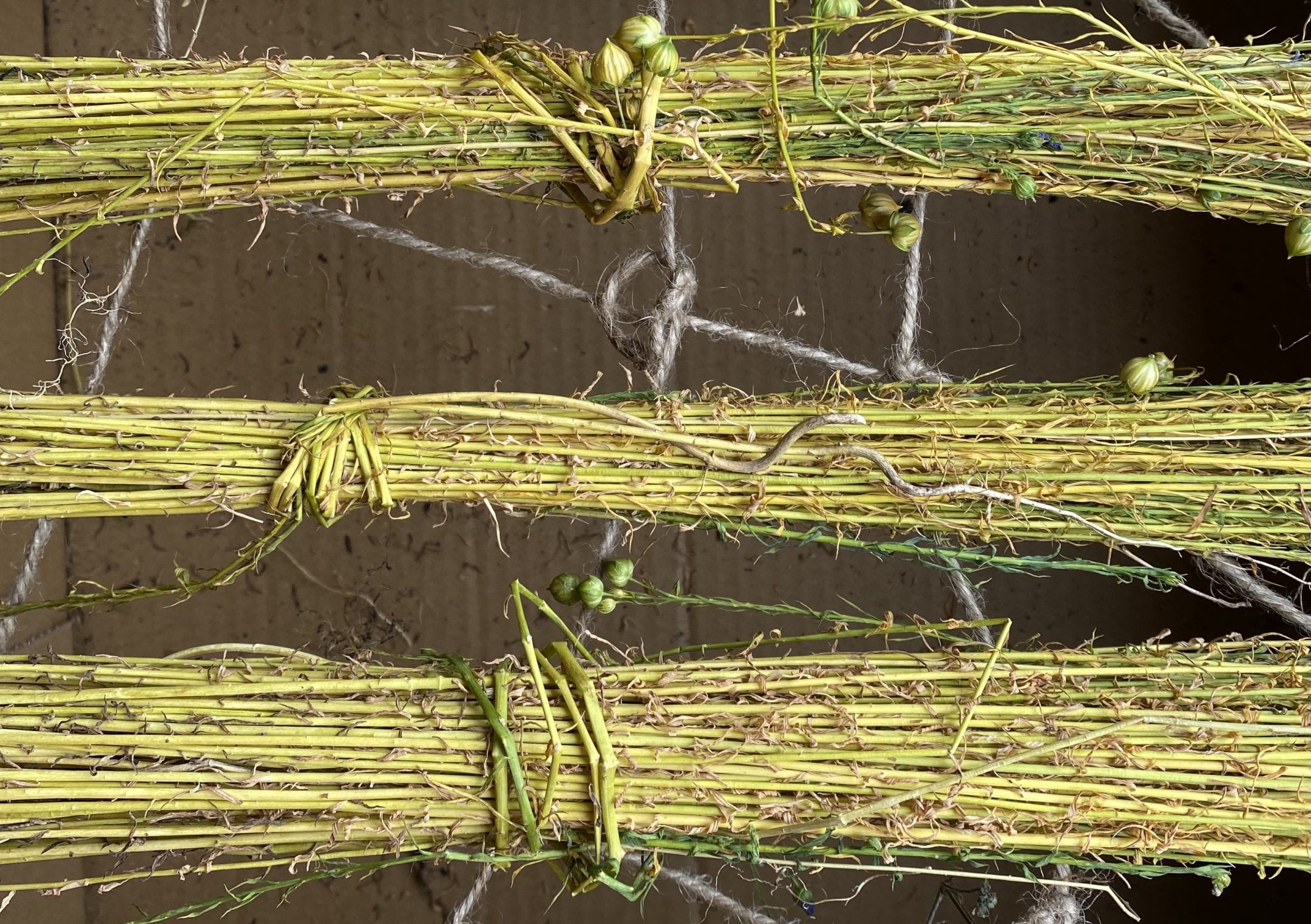 bunches of green and beige drying flax stems bundled together