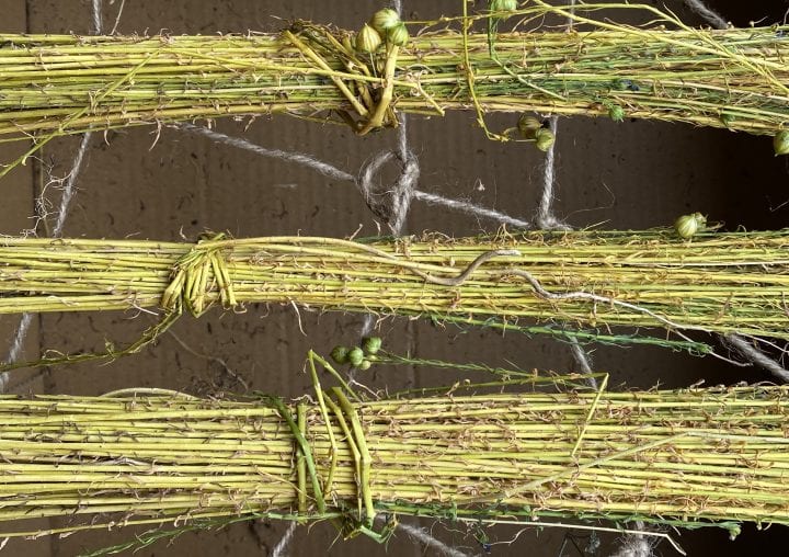 bunches of green and beige drying flax stems bundled together