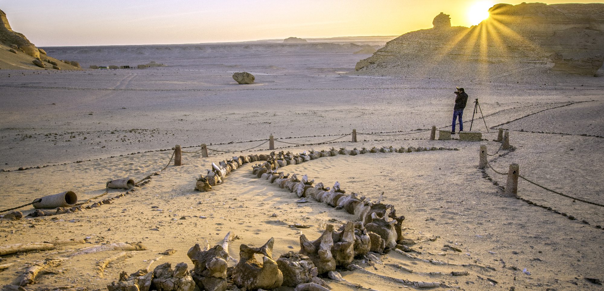 Whale fossils in the desert