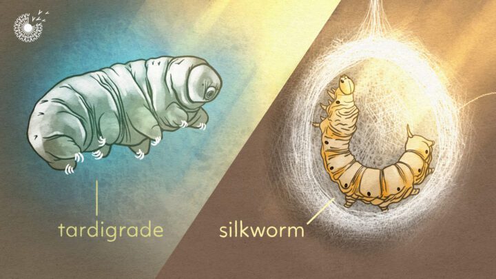 video still showing a split screen of a tardigrade and a silk worm