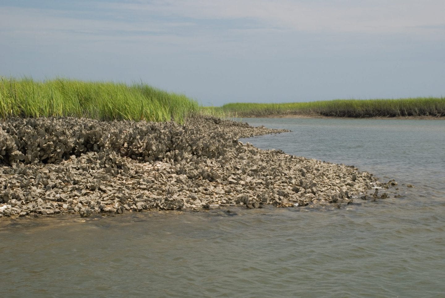 Oyster reef